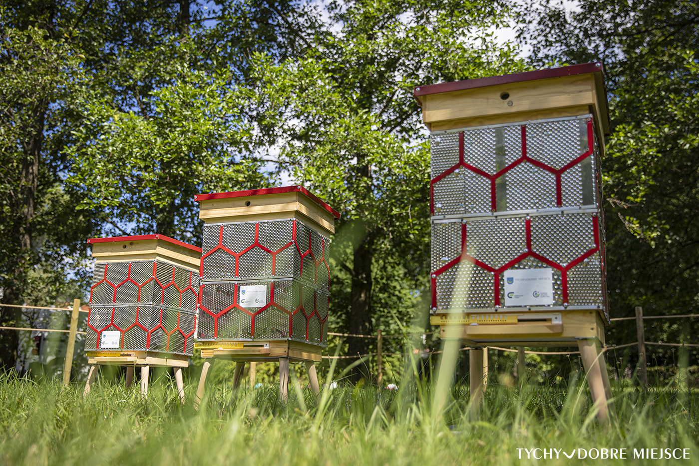 Pierwsze miodobranie w miejskich pasiekach. Odwiedź i spróbuj miodu