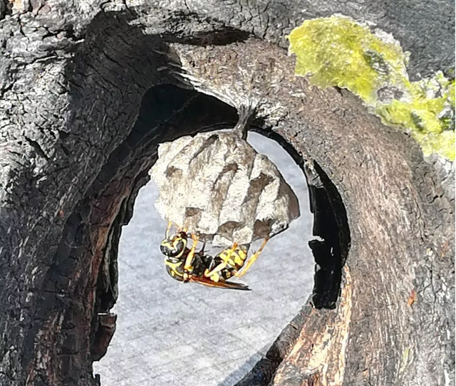 Pszczoły, osy i szerszenie – co robić? Straż Miejska w Rybniku podaje wskazówki