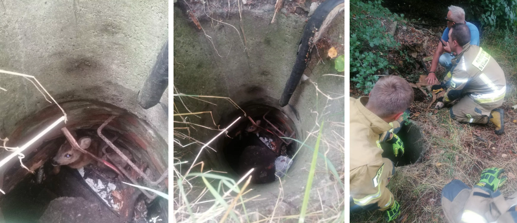 Mała sarenka wróciła do mamy. Owocna pomoc rybnickich Strażników Miejskich