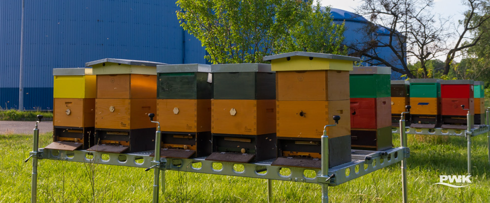 Kolejne pszczele rodziny w Gliwicach