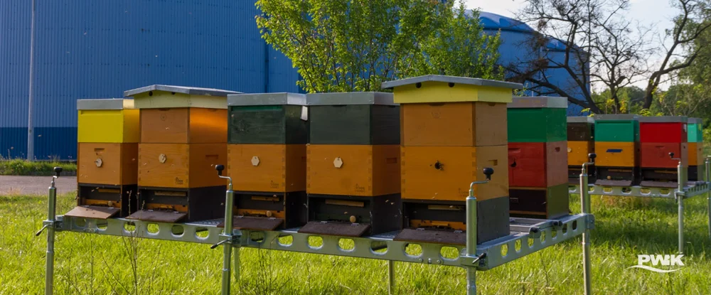 Kolejne pszczele rodziny w Gliwicach