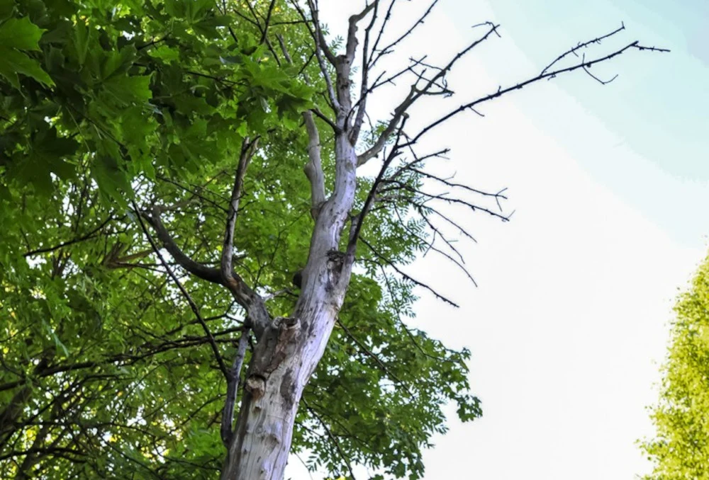 Obumarłe i zagrażające bezpieczeństwu. Przy ul. Warszawskiej 23 martwe drzewa do wycinki