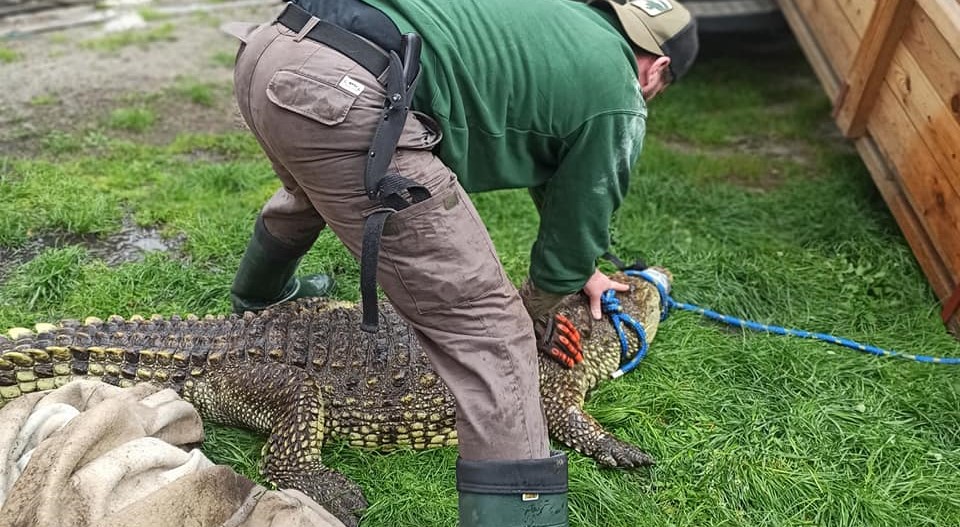 Sosnowiczanin, który trzymał krokodyle na swojej posesji usłyszy zarzuty