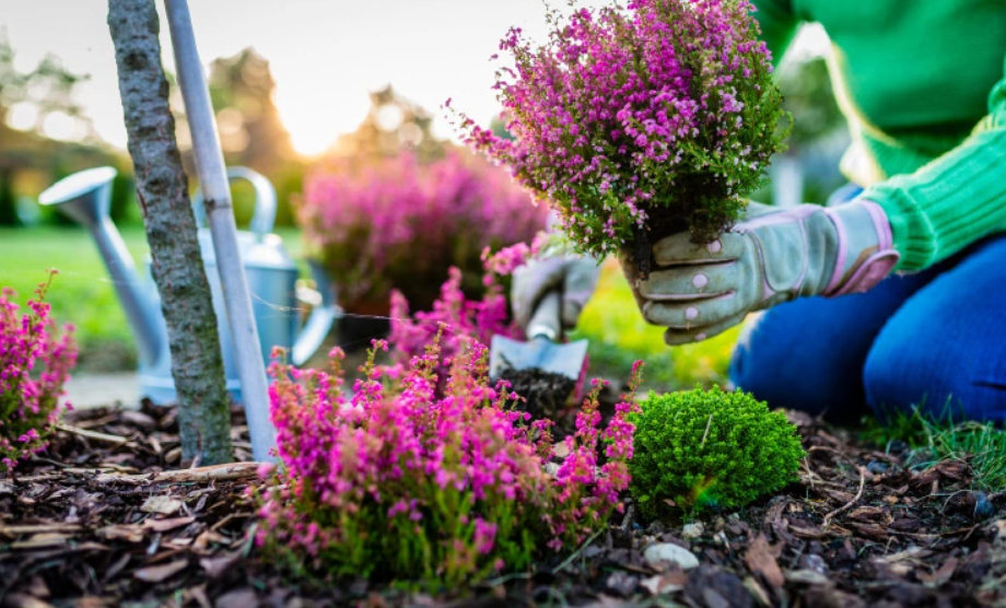 Ogródki działkowe w Sosnowcu z dofinansowaniem