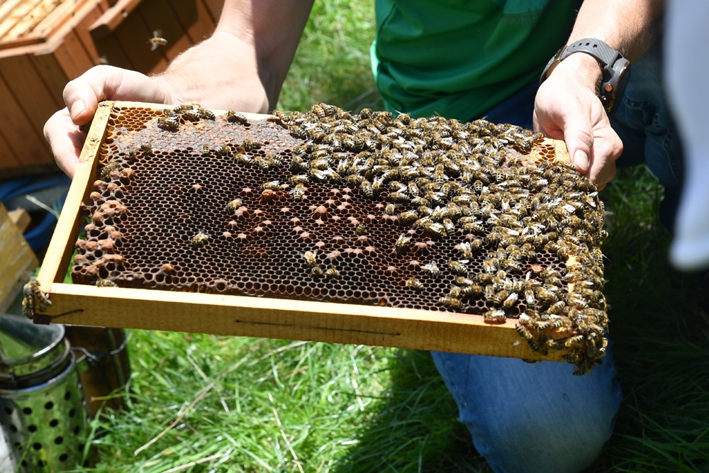 Dzień Miodu w chorzowskim skansenie 84