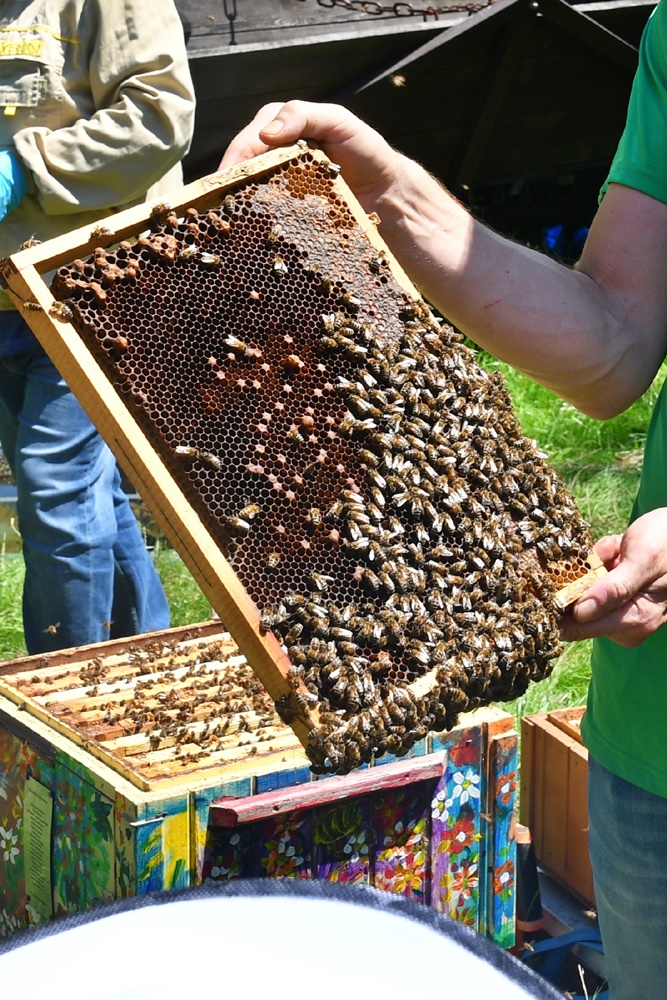 Dzień Miodu w chorzowskim skansenie 86