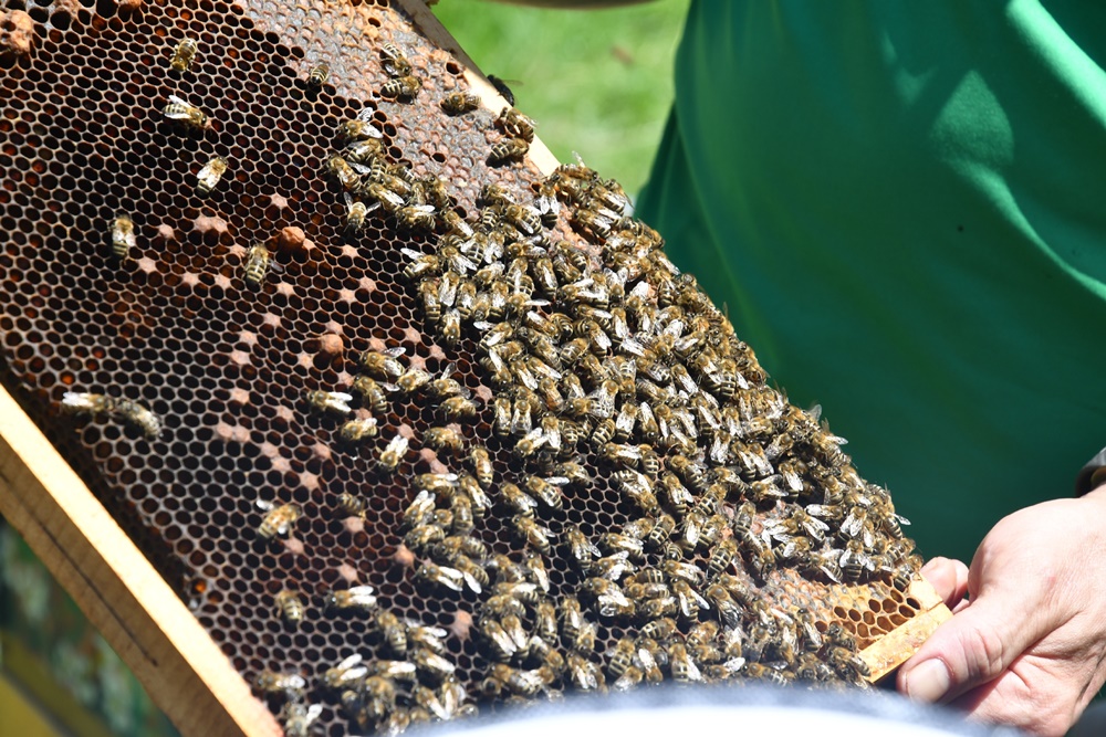 Dzień Miodu w chorzowskim skansenie 87