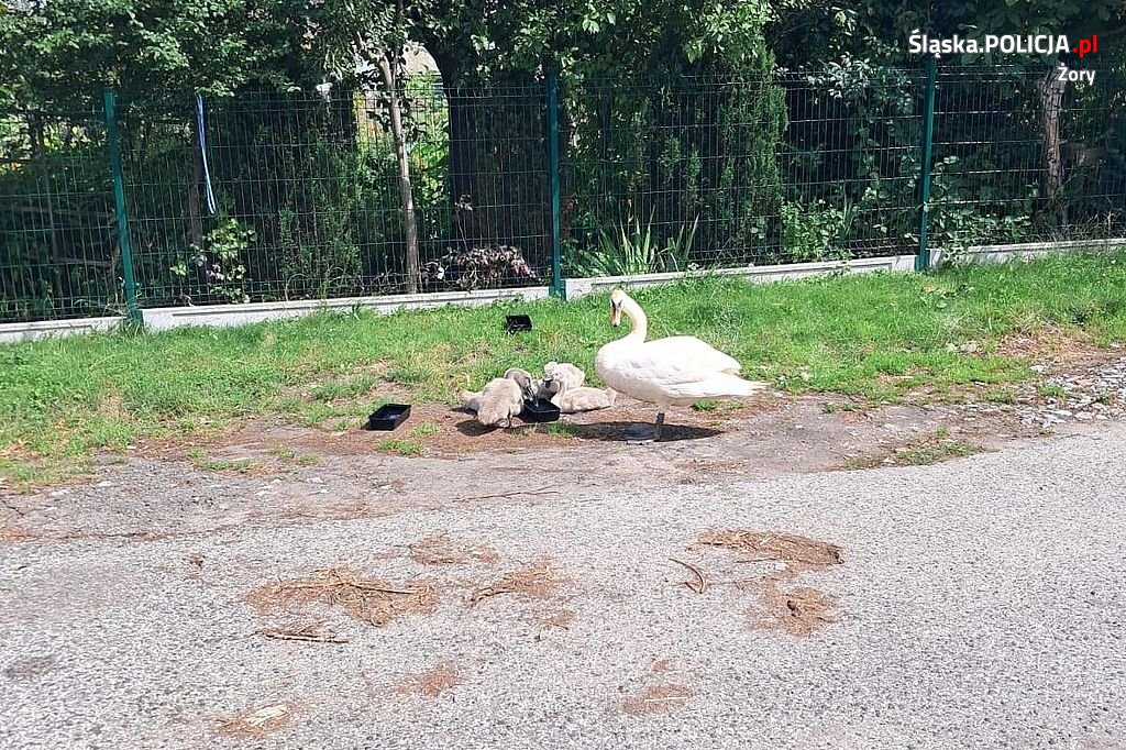 Żorscy policjanci zaopiekowali się spacerującymi łabędziami