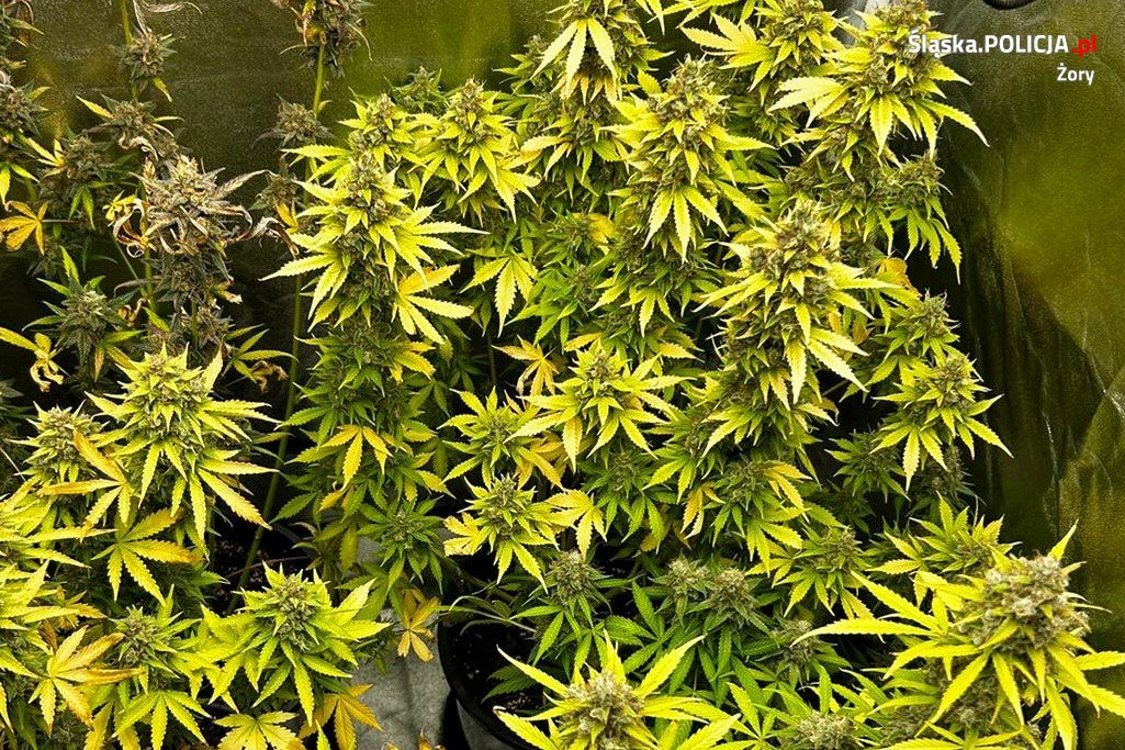 Żory. 31-latek uprawiał marihuanę w swoim mieszkaniu