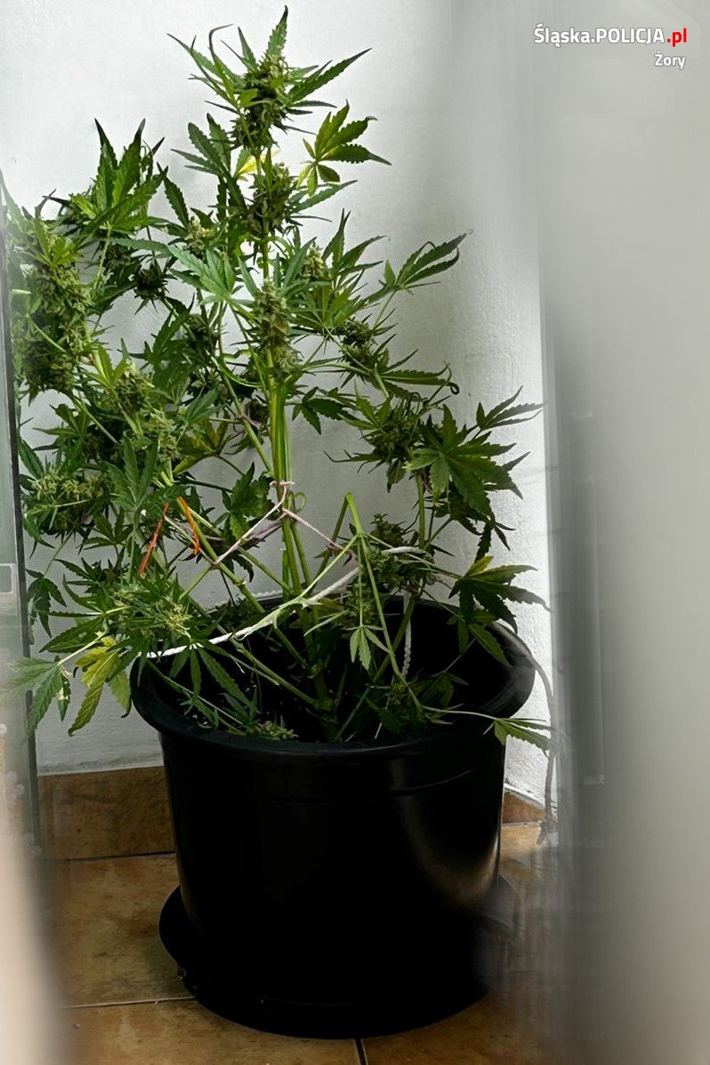 Żory. 31-latek uprawiał marihuanę w swoim mieszkaniu
