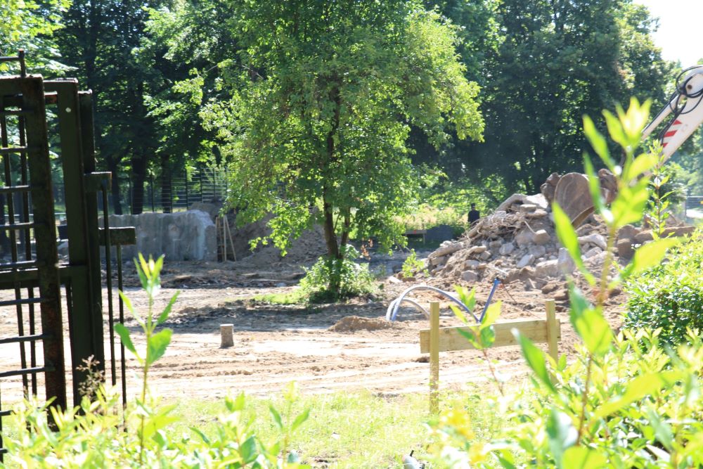 W Śląskim ZOO ruszyła budowa nowej lwiarni!