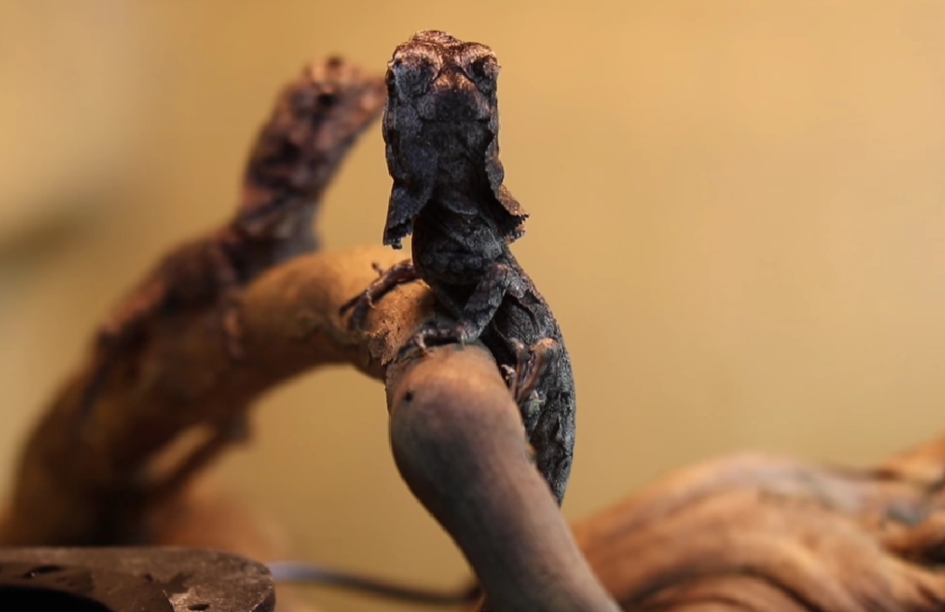 Kolejne narodziny w Śląskim Ogrodzie Zoologicznym. Na świat przyszły agamy kołnierzaste