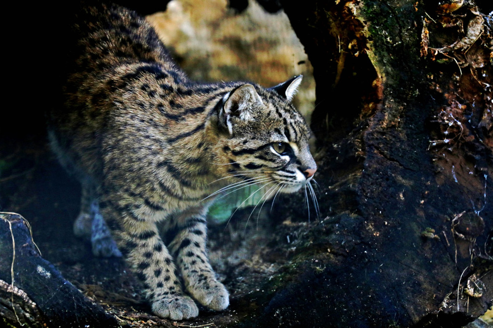 Park Śląski: Pięć projektów w V edycji Marszałkowskiego Budżetu Obywatelskiego
