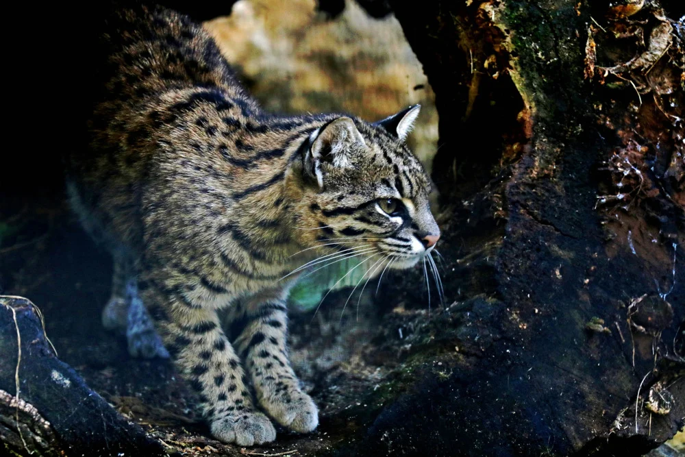 Park Śląski: Pięć projektów w V edycji Marszałkowskiego Budżetu Obywatelskiego