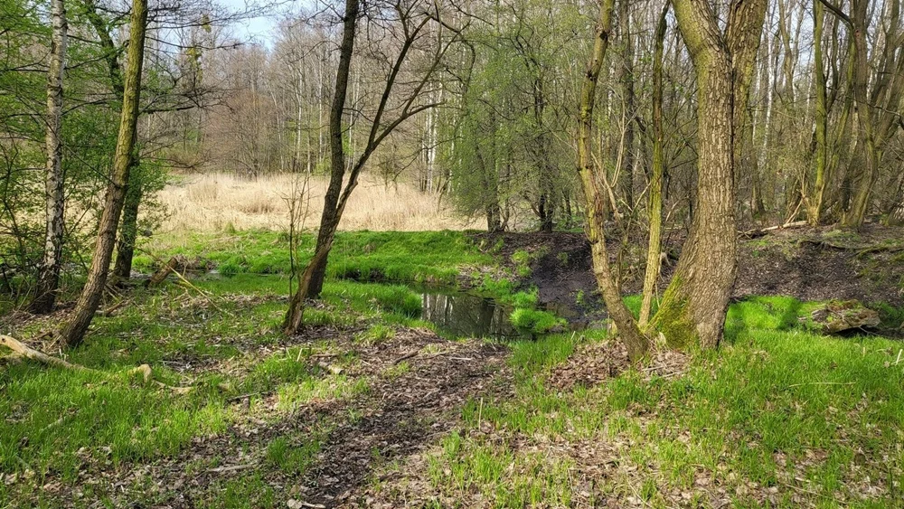 Społeczne sprzątanie "Doliny Lipinki" w Świętochłowicach. Co wziąć ze sobą?