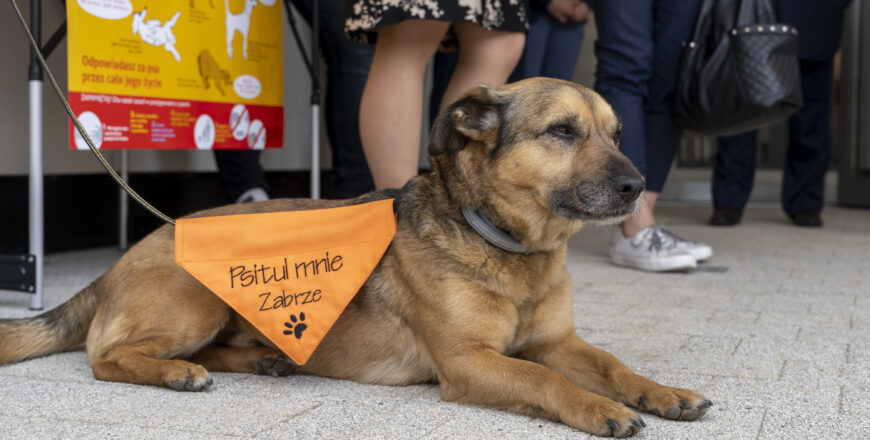 Trwa przeprowadzka podopiecznych zabrzańskiego schroniska do nowego domu
