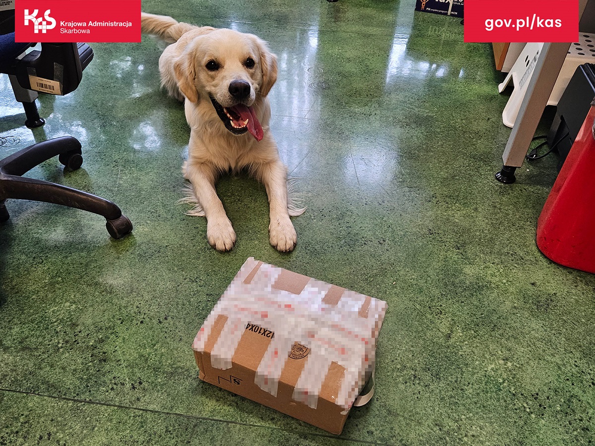 Kontrola celno-skarbowa w Zabrzu. W przesyłce znaleziono blisko 2 kg nielegalnego suszu