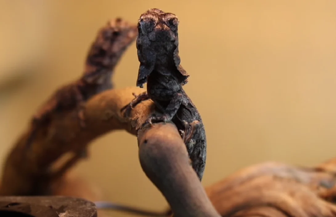 Kolejne narodziny w Śląskim Ogrodzie Zoologicznym. Na świat przyszły agamy kołnierzaste