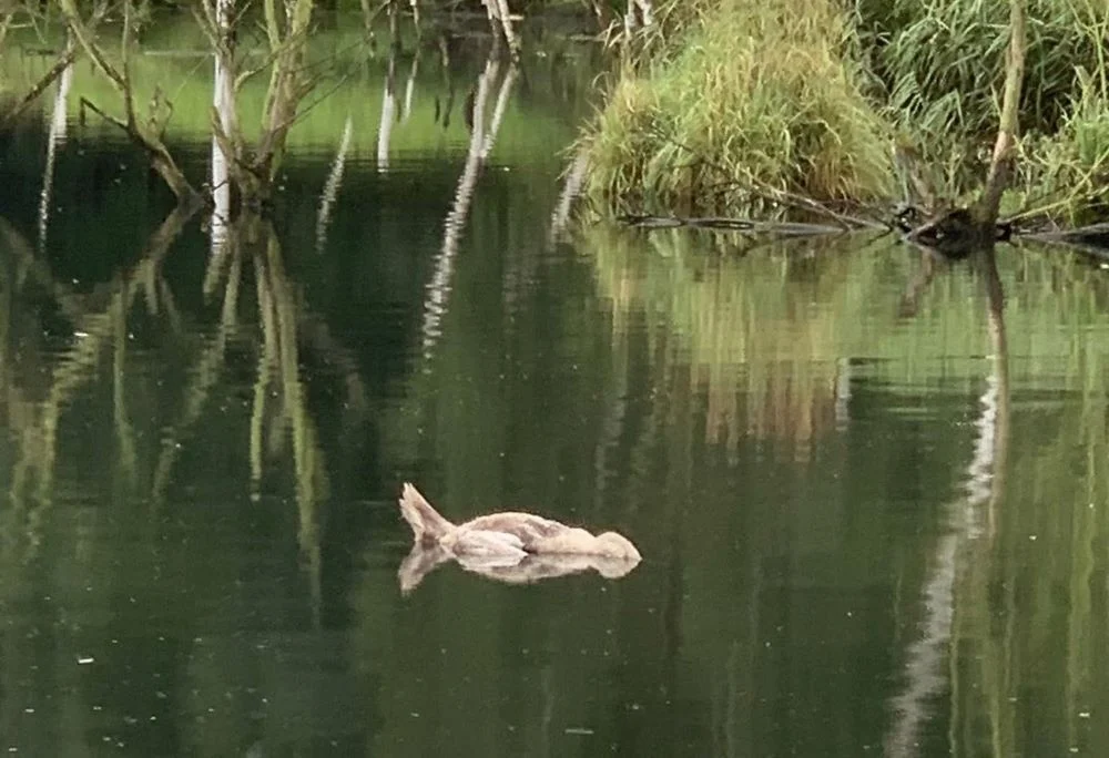 Kolejny martwy łabędź w Dolinie Kochłówki. Co było przyczyną śmierci zwierzęcia?