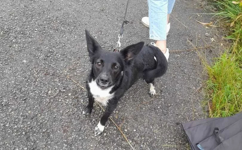 Porzuciła psa przy cmentarzu w Wirku. Pies przez kilka godzin stał na deszczu i zimnie!