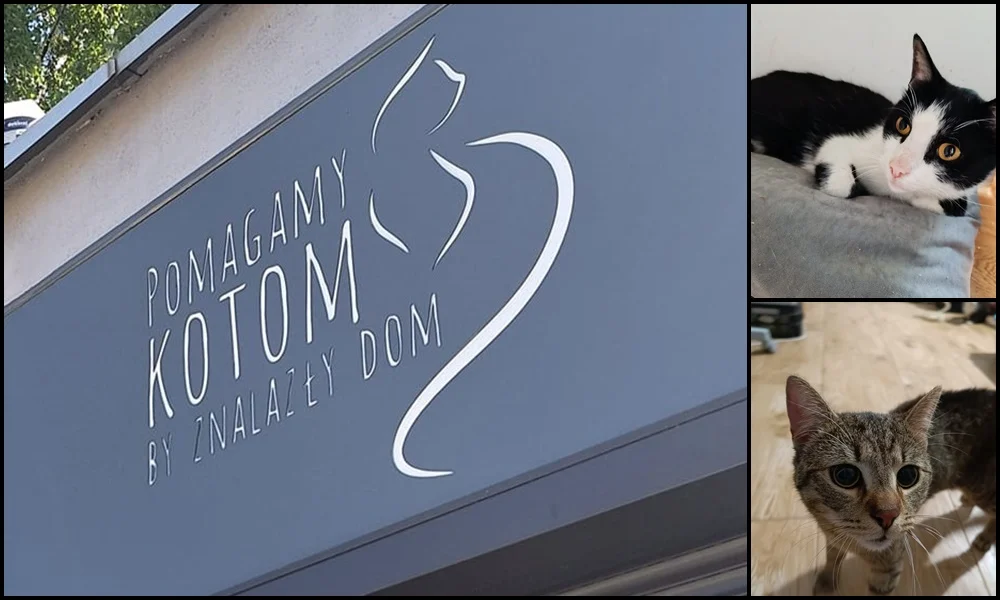 Kociniec daje schronienie bezdomnym kotom. Jak wspomóc fundację?
