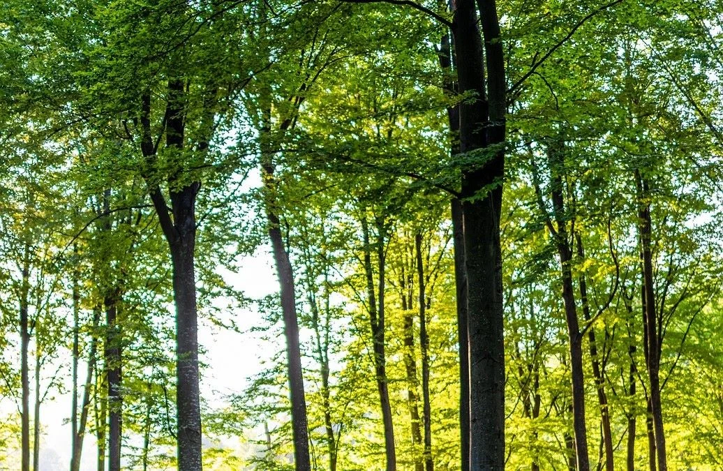 Widzisz fotopułapkę? Nie zdradzaj innym jej lokalizacji!