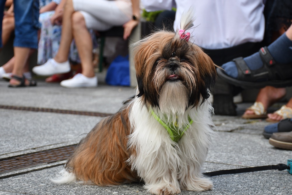 Festiwal Orkiestr Dętych im. Augustyna Kozioła 49