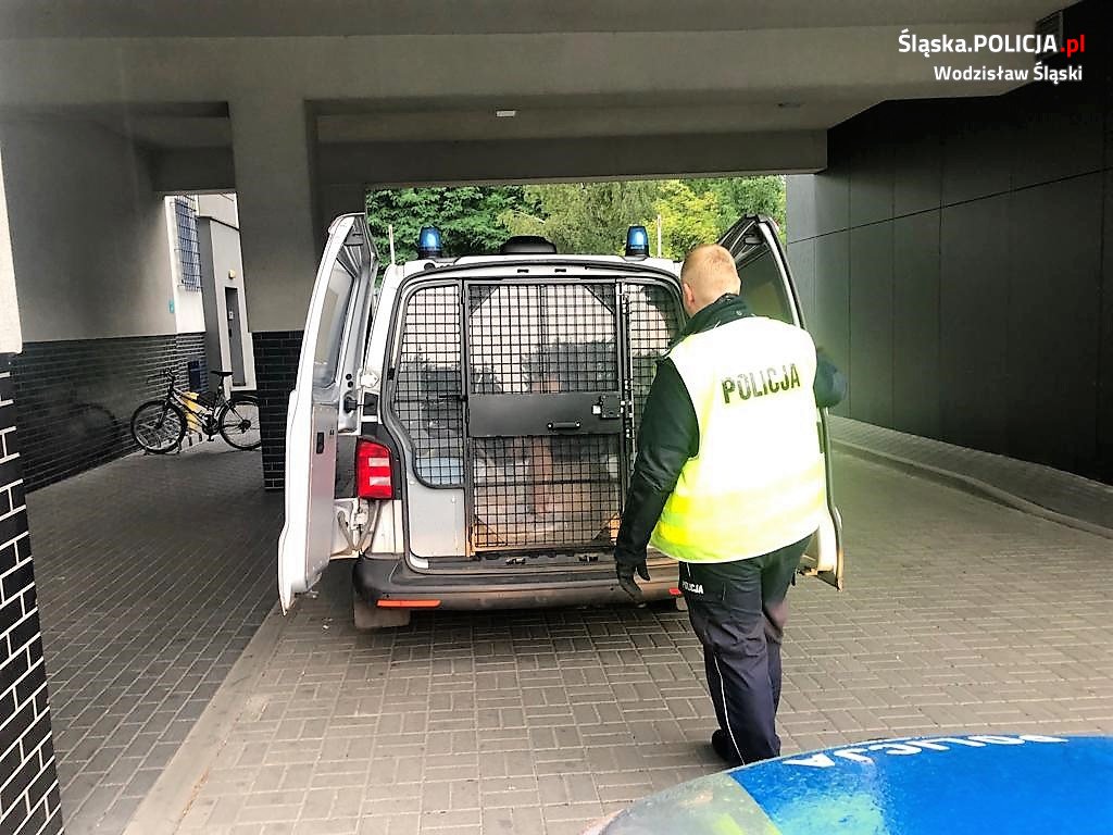 Wodzisławska drogówka zatrzymała mężczyznę: był poszukiwany listem gończym i nie tylko