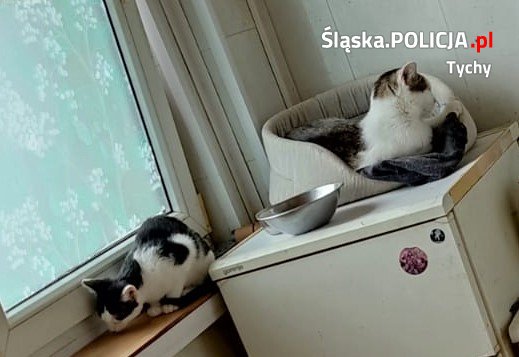 Para z Tychów usłyszała 148 zarzutów. Ponadto odebrano im 20 zwierząt domowych