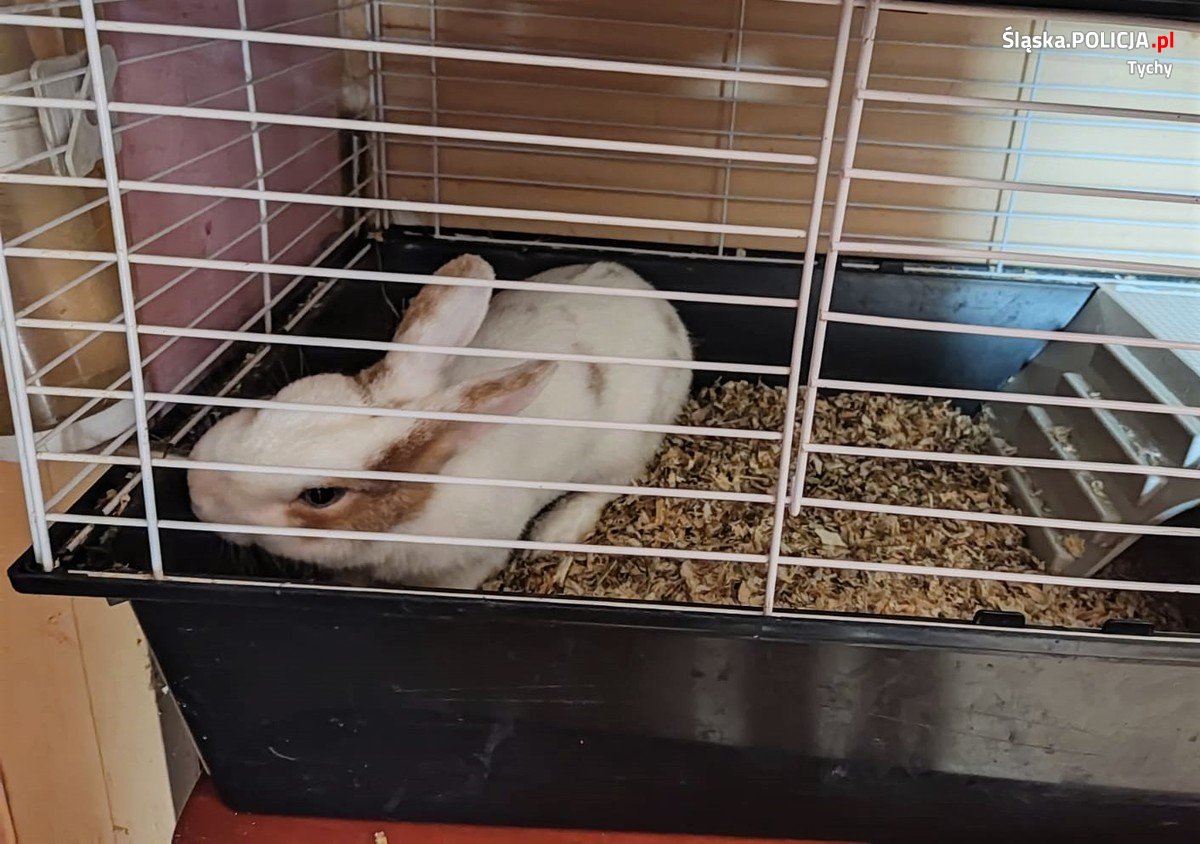 Para z Tychów usłyszała 148 zarzutów. Ponadto odebrano im 20 zwierząt domowych