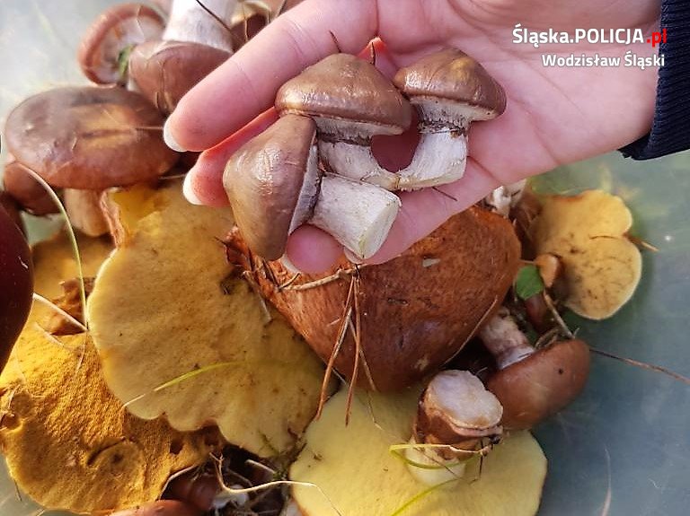 Bezpieczne grzybobranie: policjanci radzą, jak zadbać o swoje bezpieczeństwo