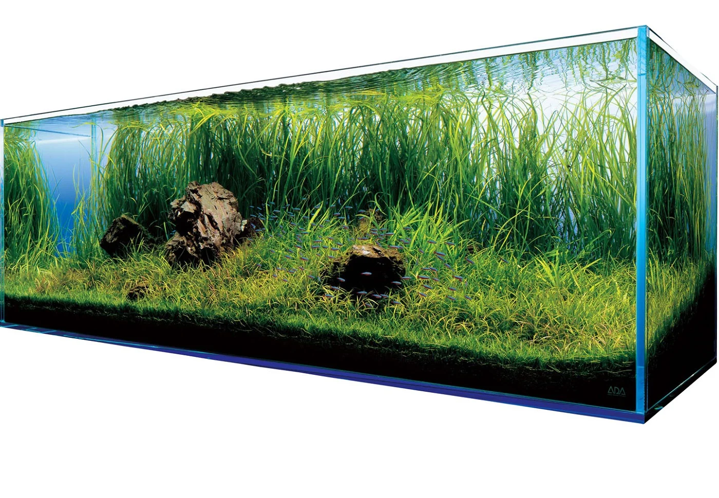 Magia podwodnego świata: Fascynujące akwarium