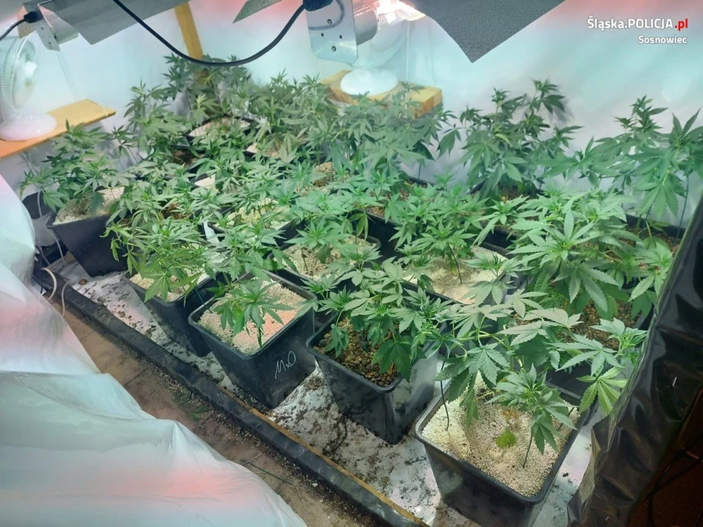 29-latek trzymał w Sosnowcu blisko 50 krzewów konopi indyjskich!