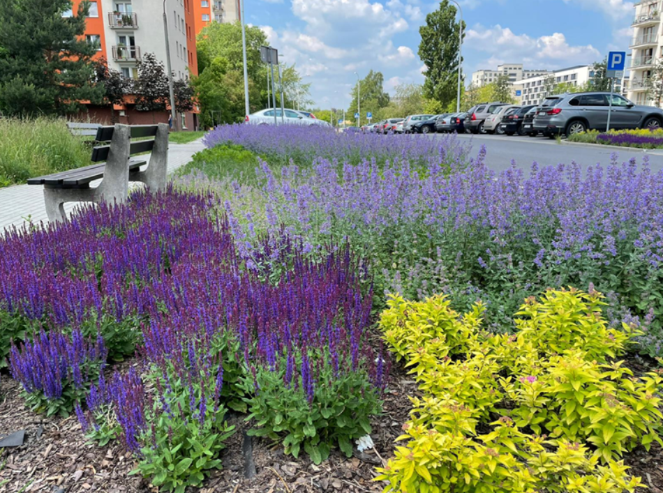 Powstaną nowe łąki kwietne i zielone strefy w Katowicach