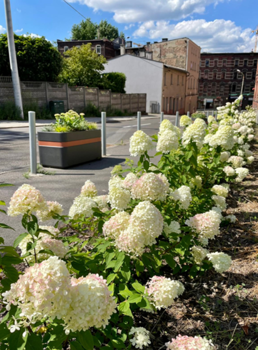 Powstaną nowe łąki kwietne i zielone strefy w Katowicach