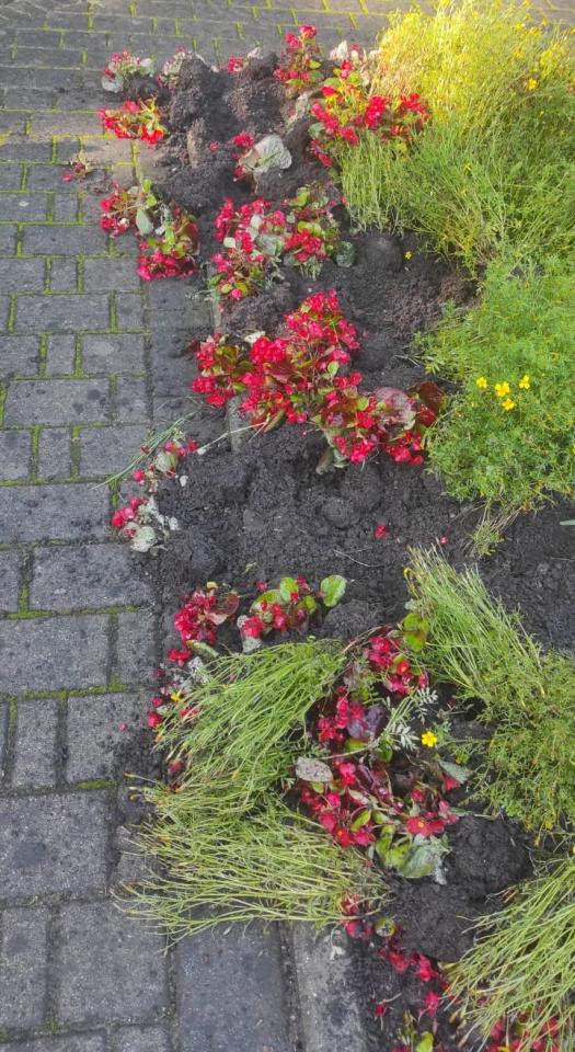 zniszczenia przez dziki 1