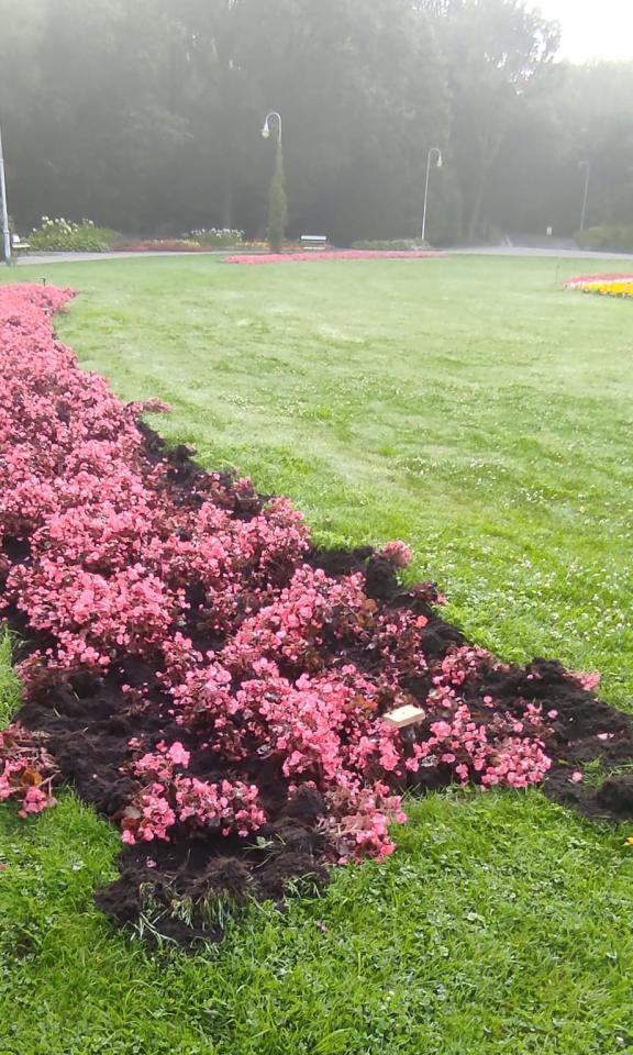 zniszczenia przez dziki 3