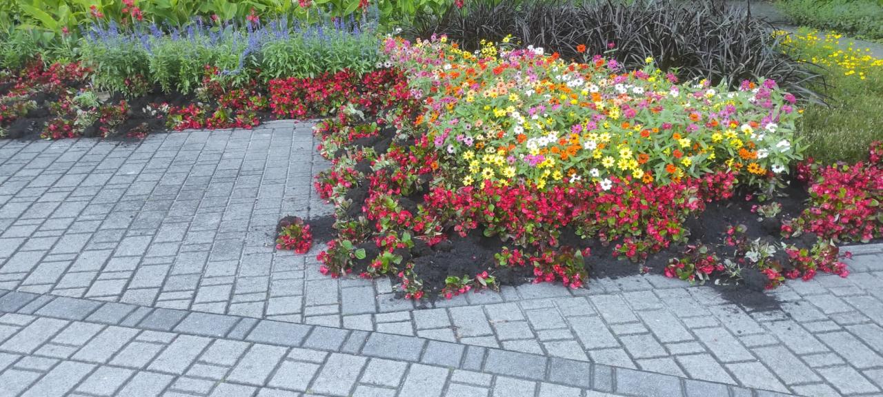 zniszczenia przez dziki 4