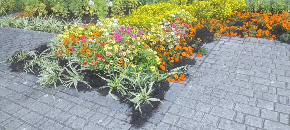 Katowice: Nie dokarmiajmy dzików... nieświadomie! Zakład Zieleni Miejskiej naprawia szkody