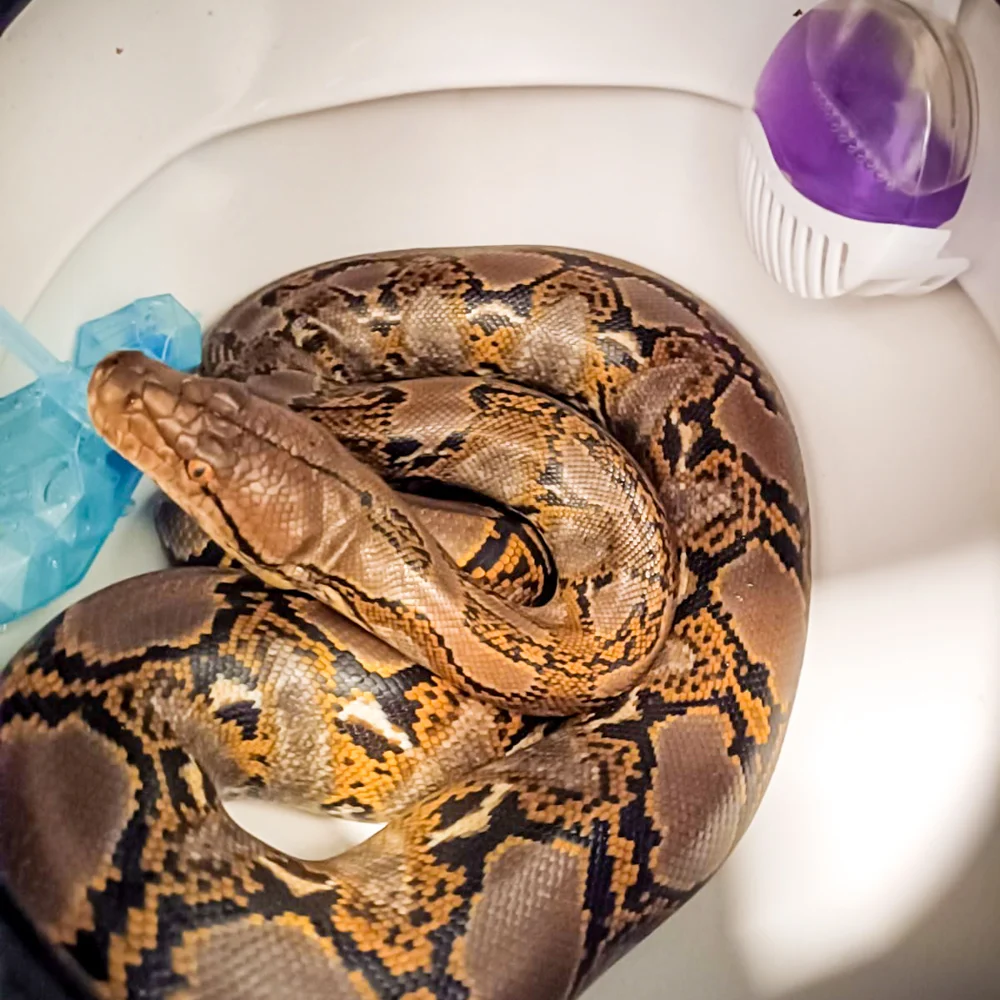 2,5 metrowy pyton w chorzowskiej toalecie! Zwierzę trafiło do mieszkania przez kanalizację