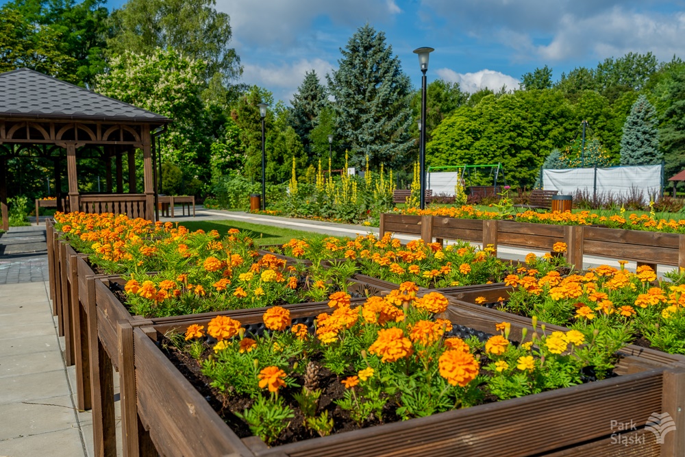 Ogród Społeczności Parkowej w rozkwicie. To raj dla miłośników roślin