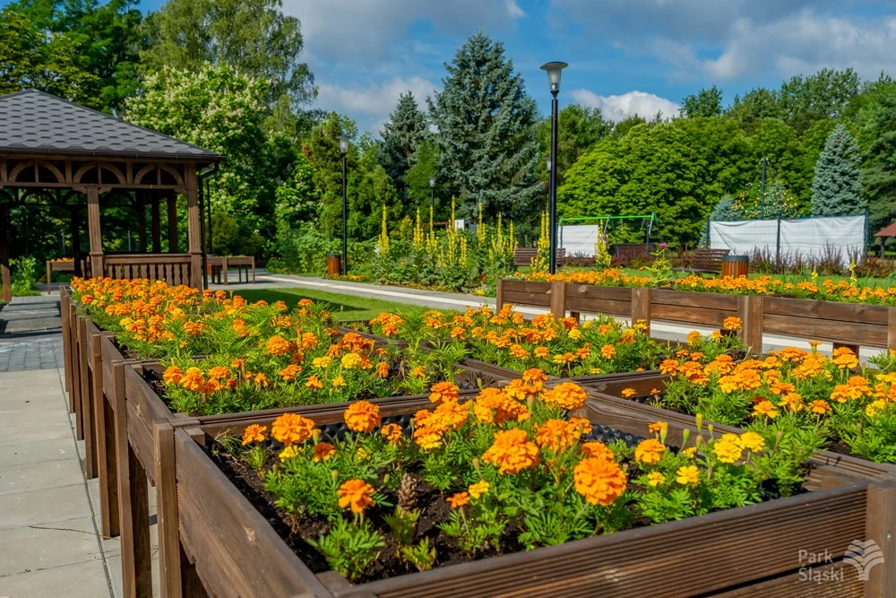 Ogród Społeczności Parkowej w rozkwicie. To raj dla miłośników roślin
