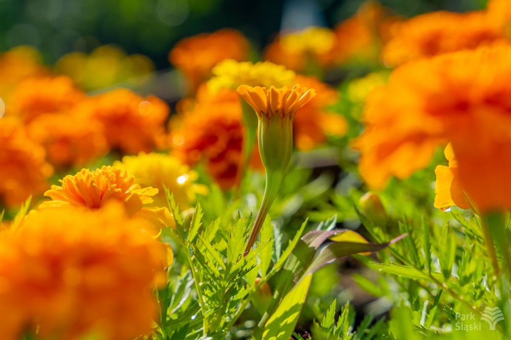 Ogród Społeczności Parkowej w rozkwicie. To raj dla miłośników roślin