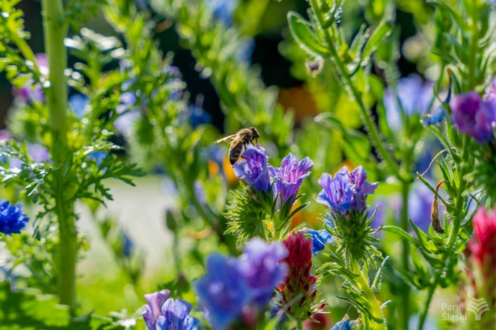 Ogród Społeczności Parkowej w rozkwicie. To raj dla miłośników roślin