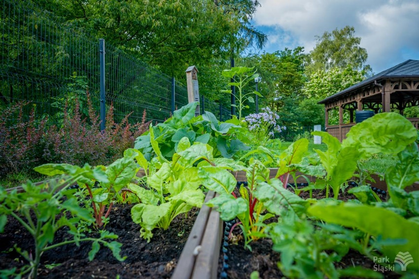 Ogród Społeczności Parkowej w rozkwicie. To raj dla miłośników roślin