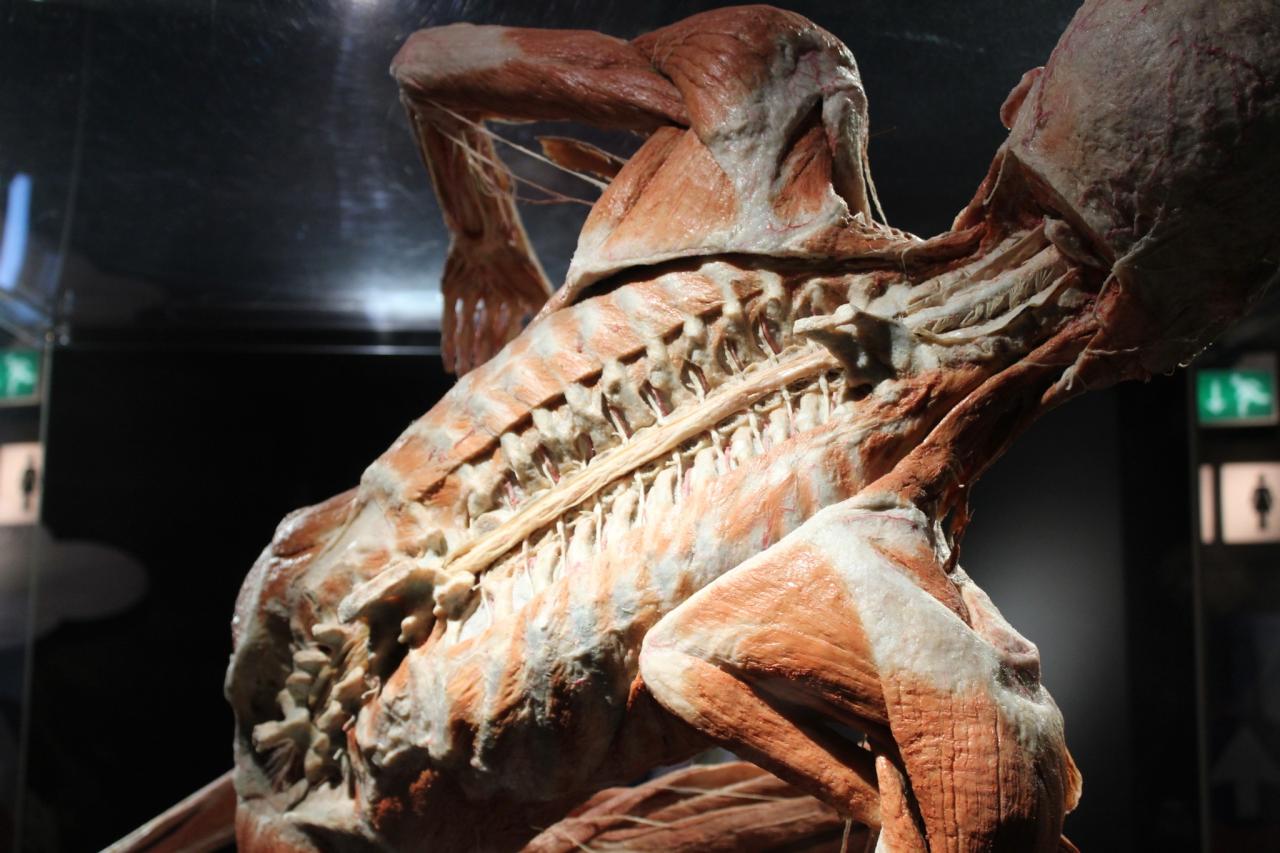 BODY WORLDS 2