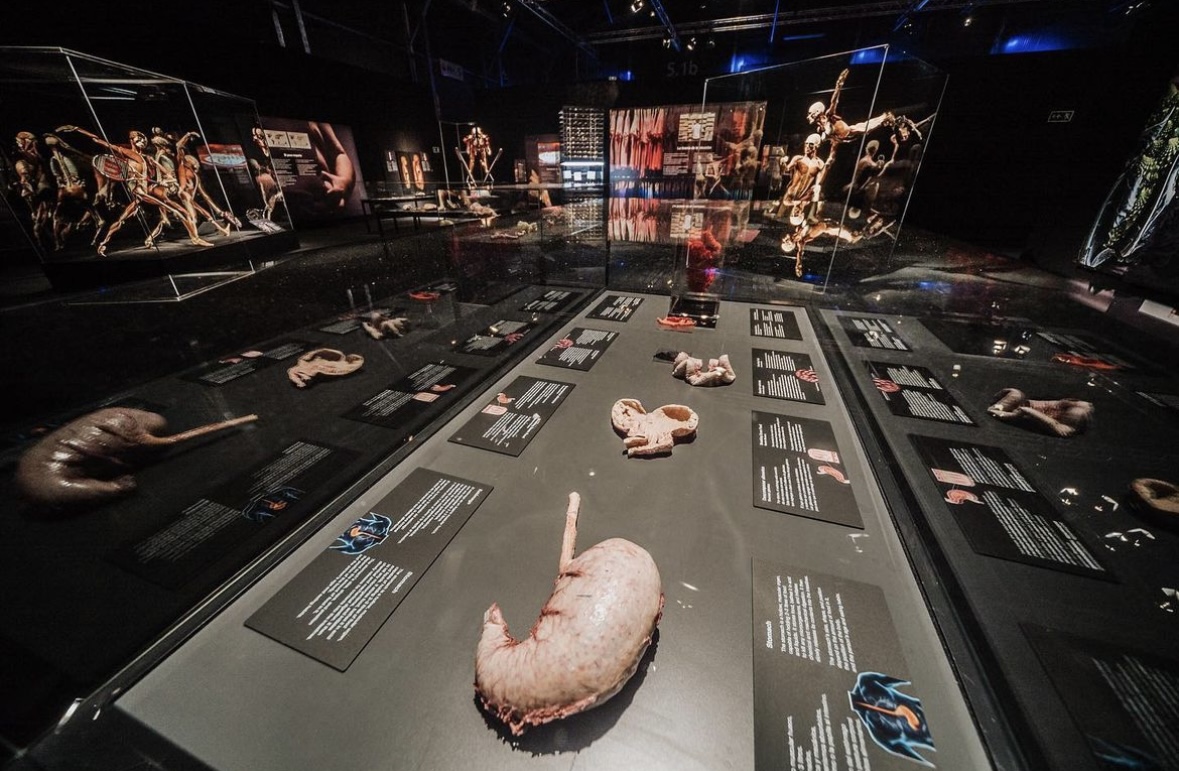 BODY WORLDS 3