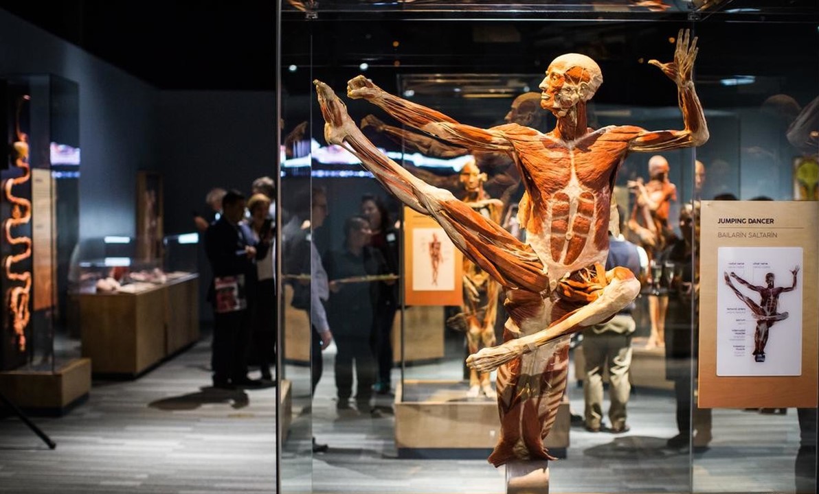 BODY WORLDS 8