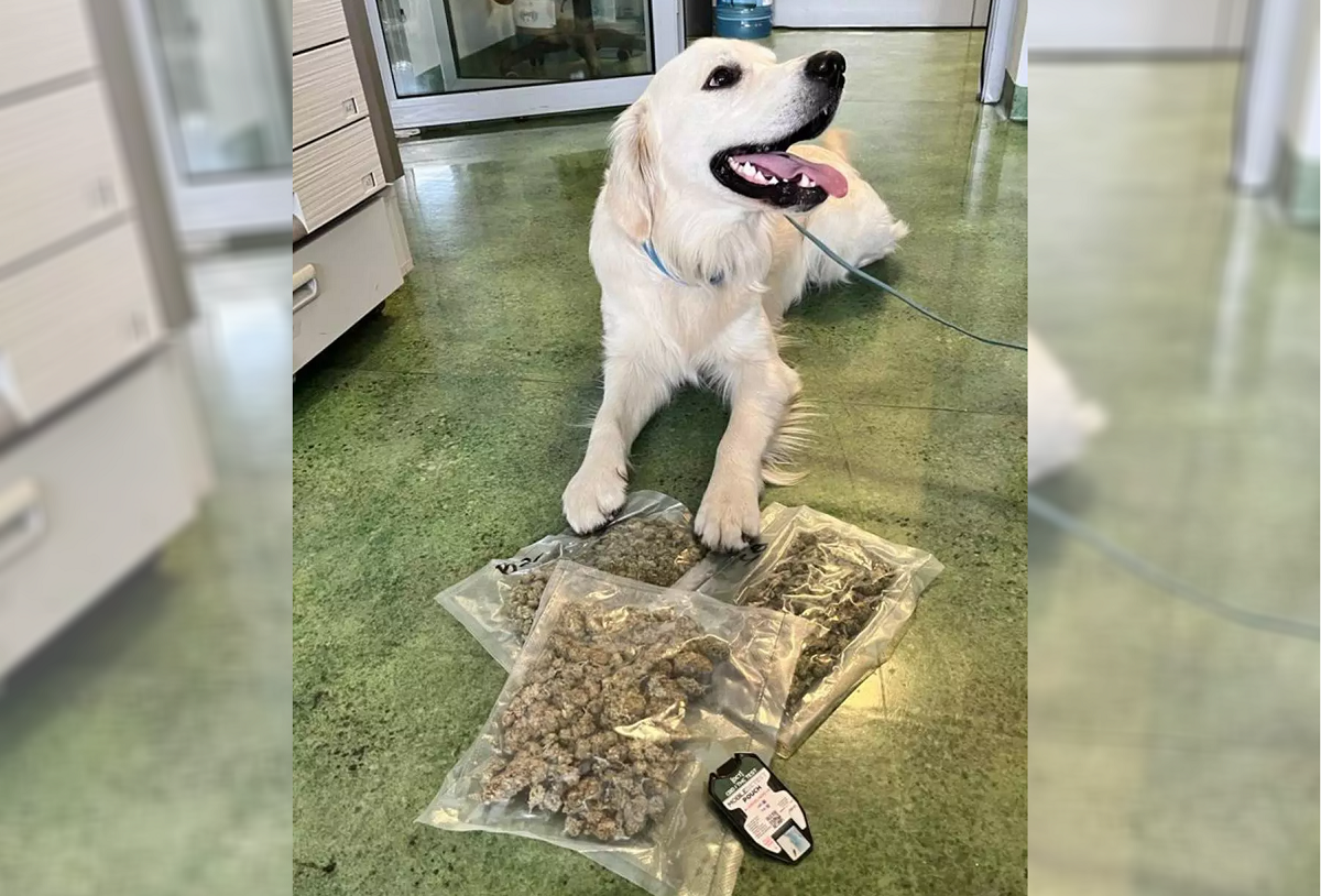 Narkotyki w przesyłkach pocztowych na zabrzańskiej sortowni. Znaleziono 0,5 kg marihuany