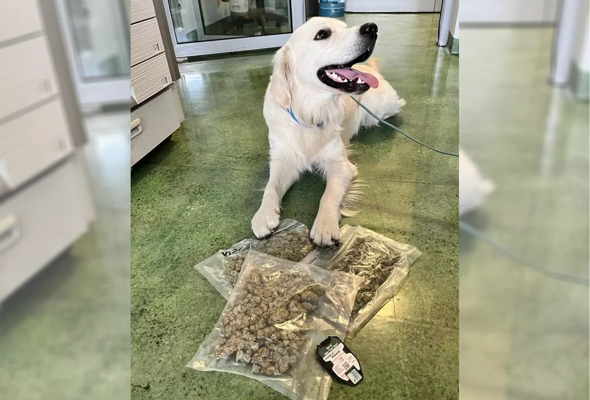 Narkotyki w przesyłkach pocztowych na zabrzańskiej sortowni. Znaleziono 0,5 kg marihuany